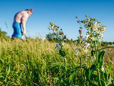 Paul Bunyan with Prairie Flowers