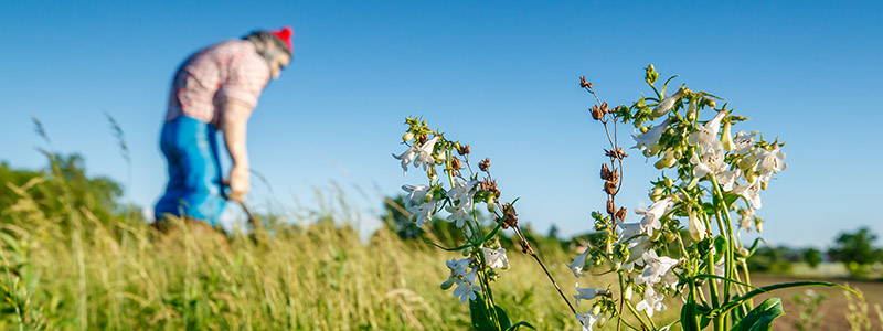 Paul Bunyan Sculpture with Prairie Flowers