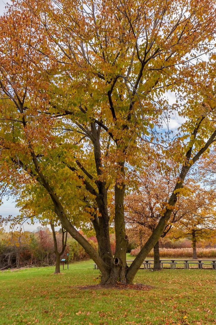 American Linden