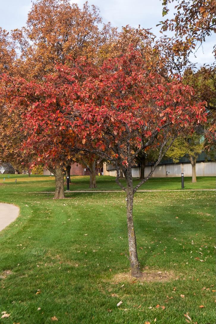 Downy Serviceberry