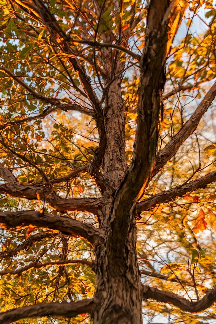 Swamp White Oak