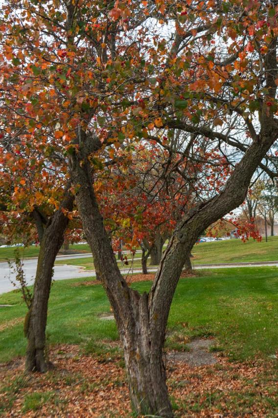 Hawthorn Spp. Tree