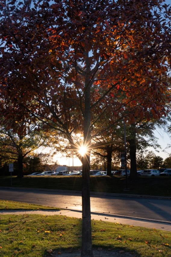 Northern Red Oak Tree
