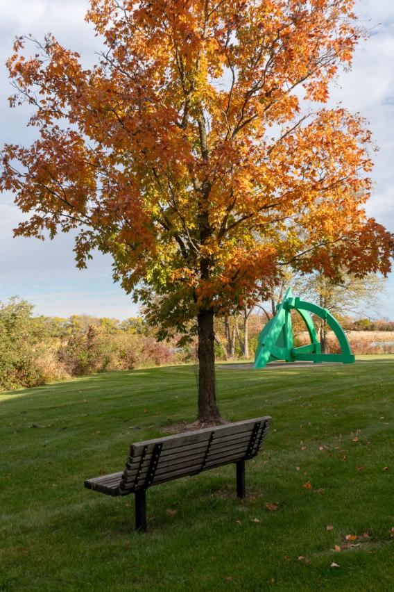 Sugar Maple Tree