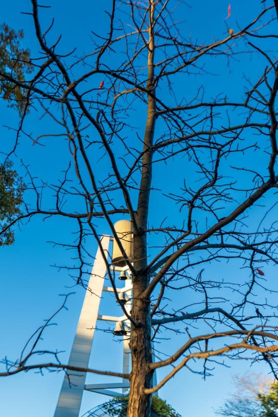 Blackgum Tree