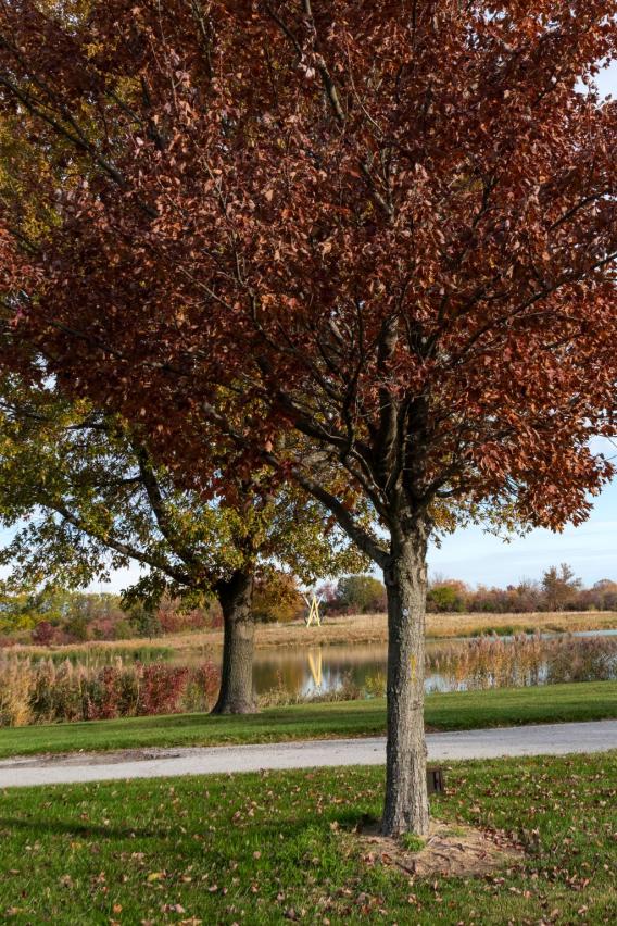Red Maple Tree