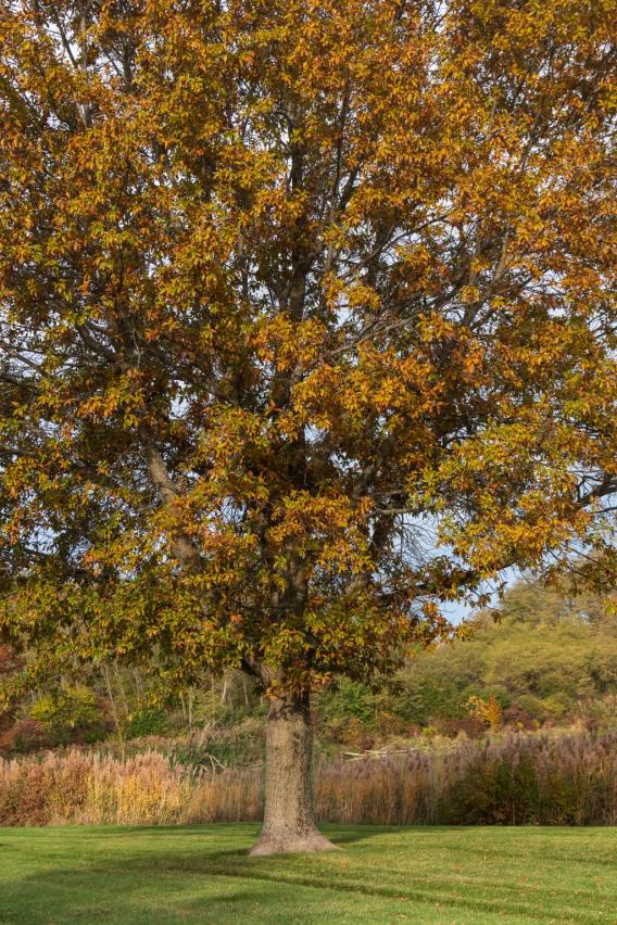 Shingle Oak Tree