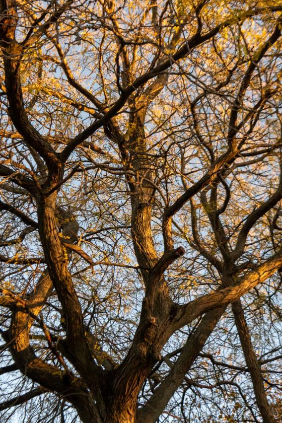 Thornless Honeylocust Tree