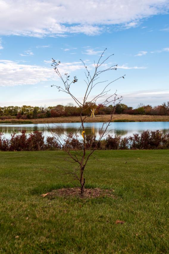 Yellow Birch Tree